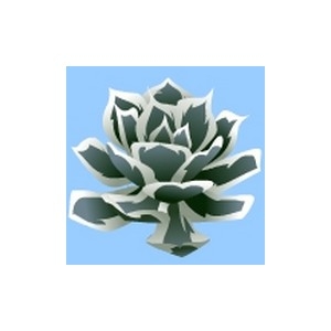 Agave Potatorum